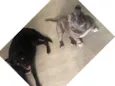 Luna e Chico