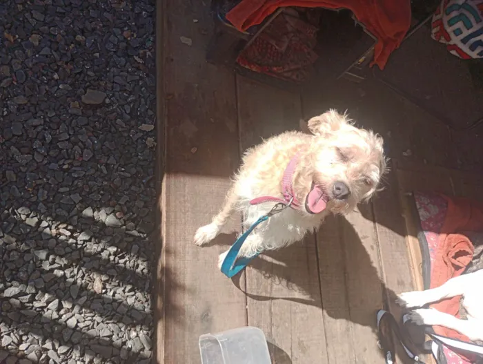 Cachorro ra a Sem raça definida  idade 1 ano nome Puf