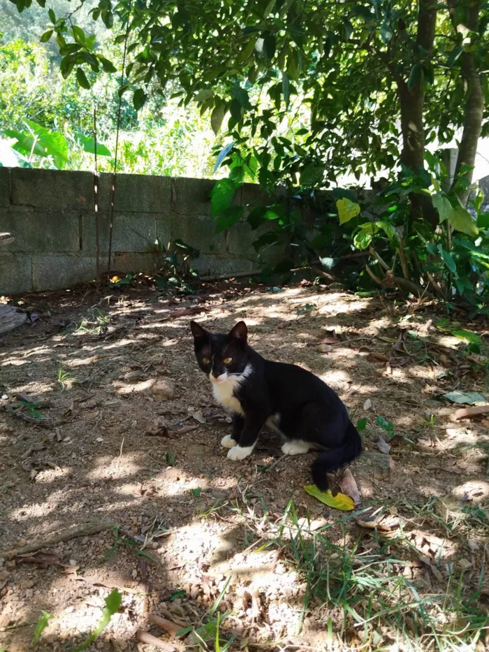 Gato ra a Não definida  idade 2 a 6 meses nome Sem nome 