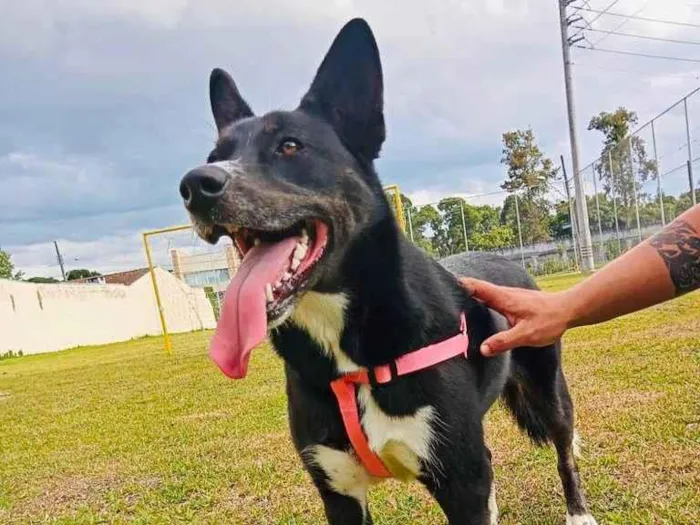 Cachorro ra a Husky Siberiano com Labrador idade 3 anos nome Lilly 