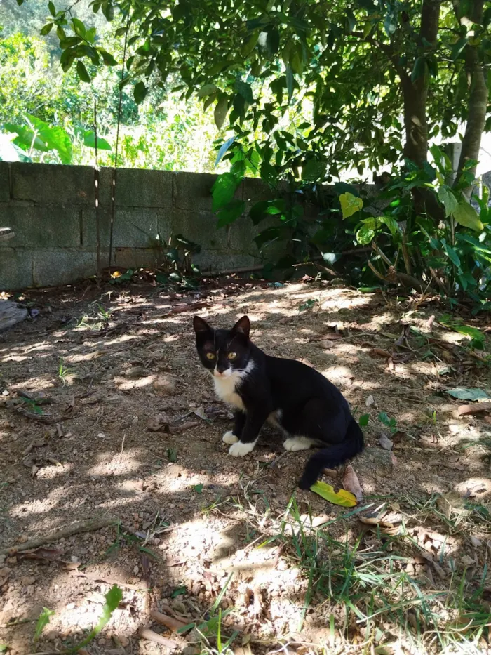 Gato ra a Não definida  idade 2 a 6 meses nome Sem nome 