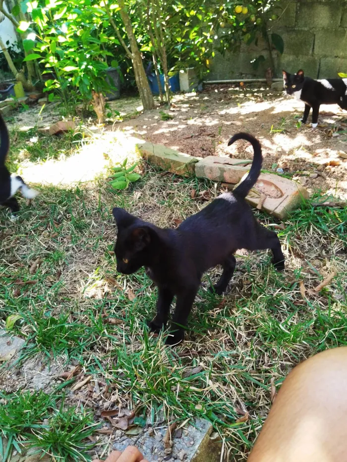 Gato ra a Não definida  idade 2 a 6 meses nome Sem nome 