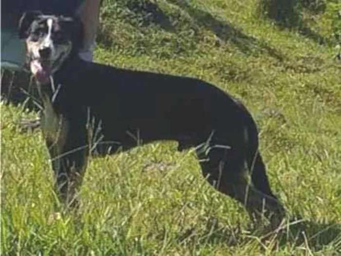 Cachorro ra a SRD-ViraLata idade 6 ou mais anos nome Igor