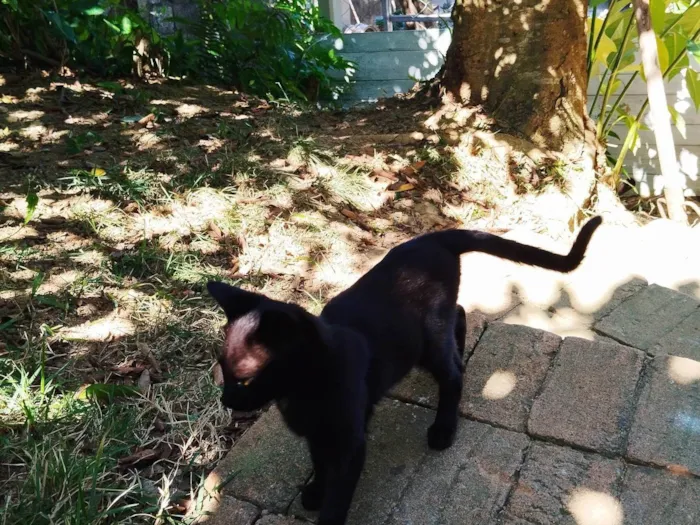 Gato ra a Não definida  idade 2 a 6 meses nome Sem nome 