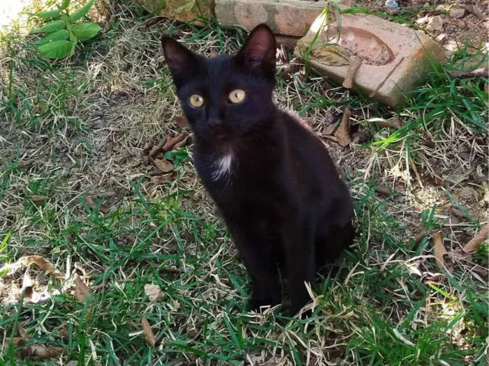 Gato ra a Não definida  idade 2 a 6 meses nome Sem nome 