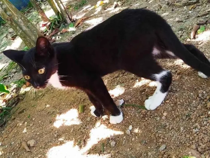 Gato ra a Não definida  idade 2 a 6 meses nome Sem nome 