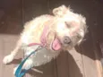 Puf