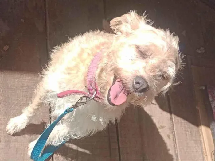 Cachorro ra a Sem raça definida  idade 1 ano nome Puf