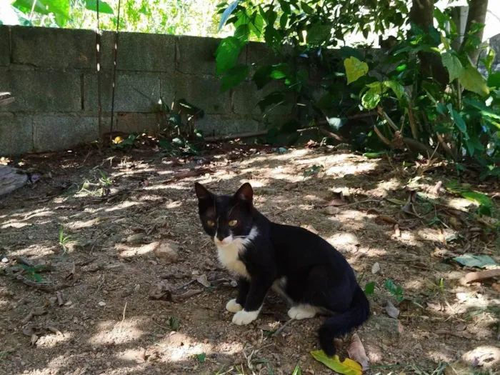 Gato ra a Não definida  idade 2 a 6 meses nome Sem nome 