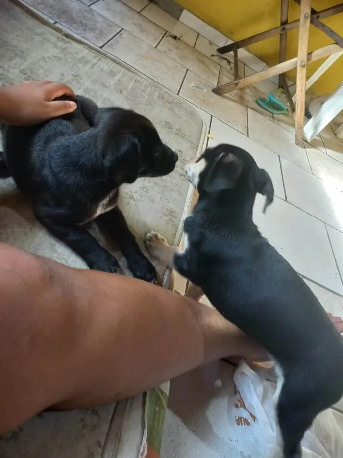 Cachorro ra a vira lata idade 2 a 6 meses nome não tem