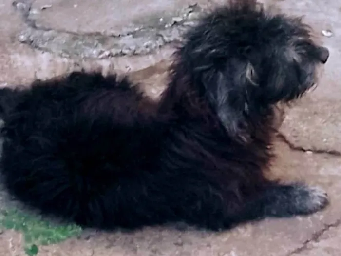 Cachorro ra a SRD-ViraLata idade 3 anos nome Pretinho