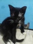Frajolinha