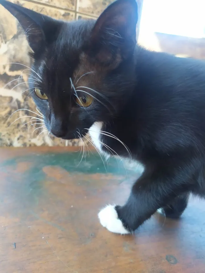 Gato ra a Branco e Preto idade 2 a 6 meses nome Frajolinha