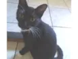 Frajolinha