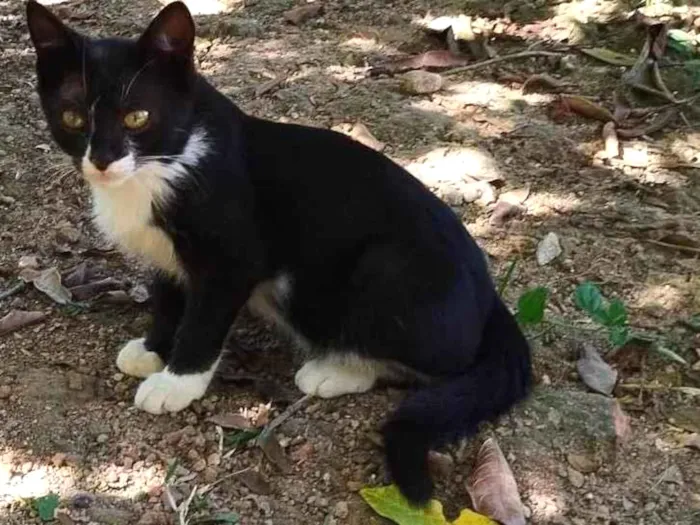 Gato ra a Não definida  idade 2 a 6 meses nome Sem nome 