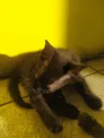 Doando 6 gatinhos
