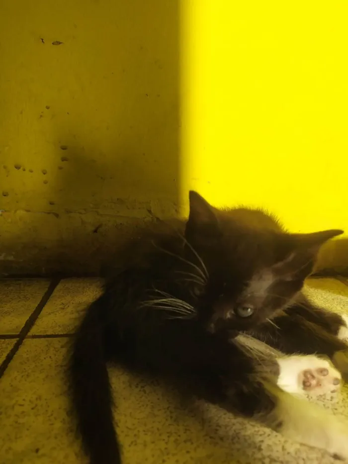 Gato ra a Pretinho, frajola, tigrado, cinza idade 2 a 6 meses nome Doando 6 gatinhos