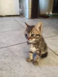 Doando 6 gatinhos