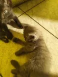 Doando 6 gatinhos