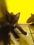 Doando 6 gatinhos