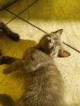 Doando 6 gatinhos