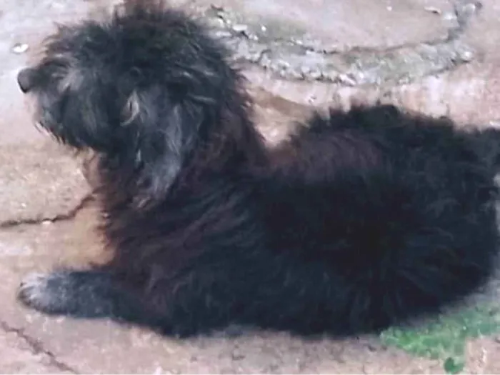 Cachorro ra a SRD-ViraLata idade 3 anos nome Pretinho