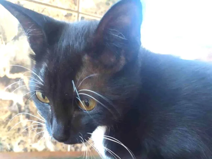 Gato ra a Branco e Preto idade 2 a 6 meses nome Frajolinha