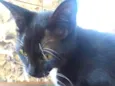 Frajolinha