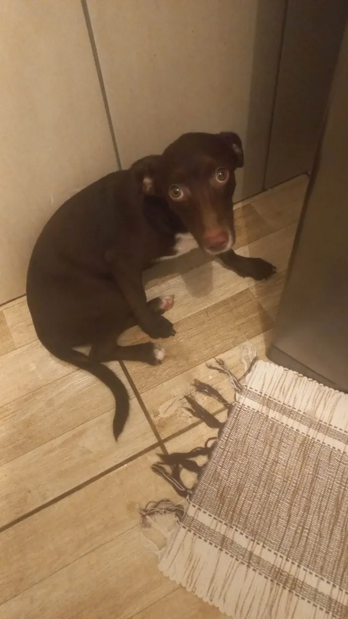 Cachorro ra a Vira lata  idade 7 a 11 meses nome Thor