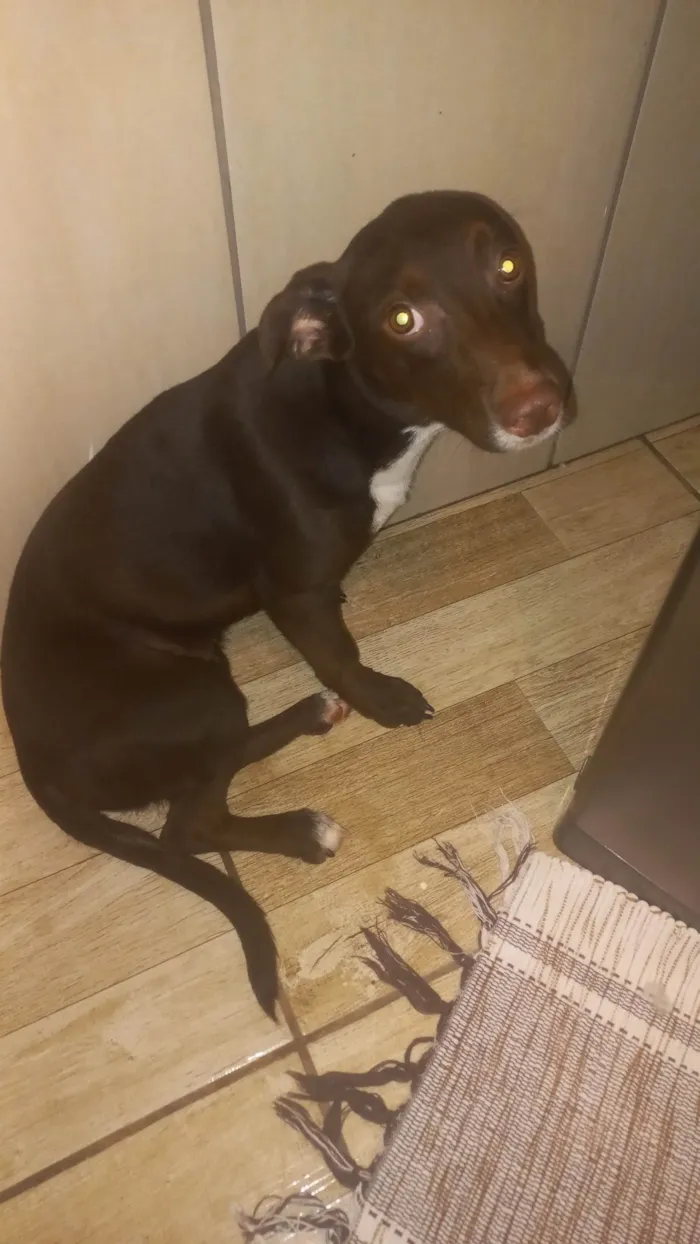 Cachorro ra a Vira lata  idade 7 a 11 meses nome Thor