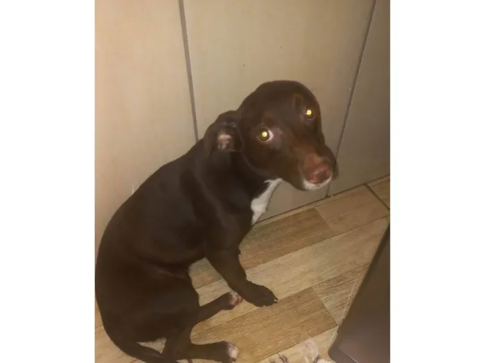 Cachorro ra a Vira lata  idade 7 a 11 meses nome Thor