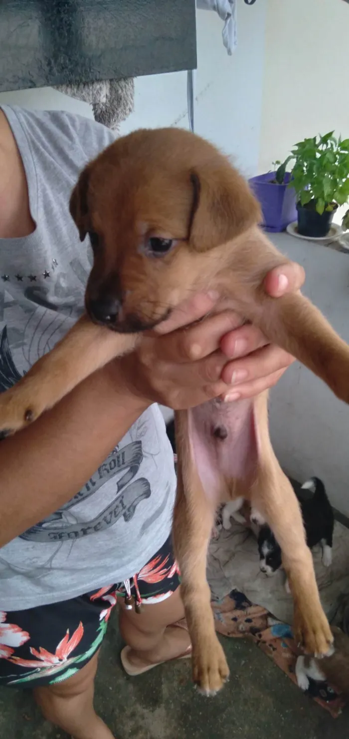 Cachorro ra a SRD-ViraLata idade 2 a 6 meses nome Caramelo