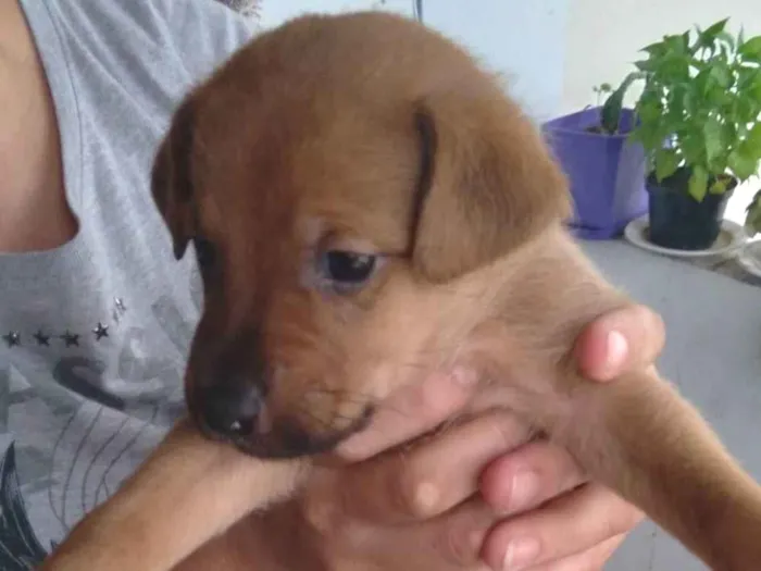 Cachorro ra a SRD-ViraLata idade 2 a 6 meses nome Caramelo