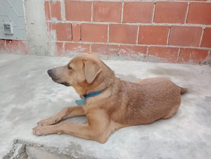 Cachorro ra a Fila com vira-lata idade 2 a 6 meses nome Bob