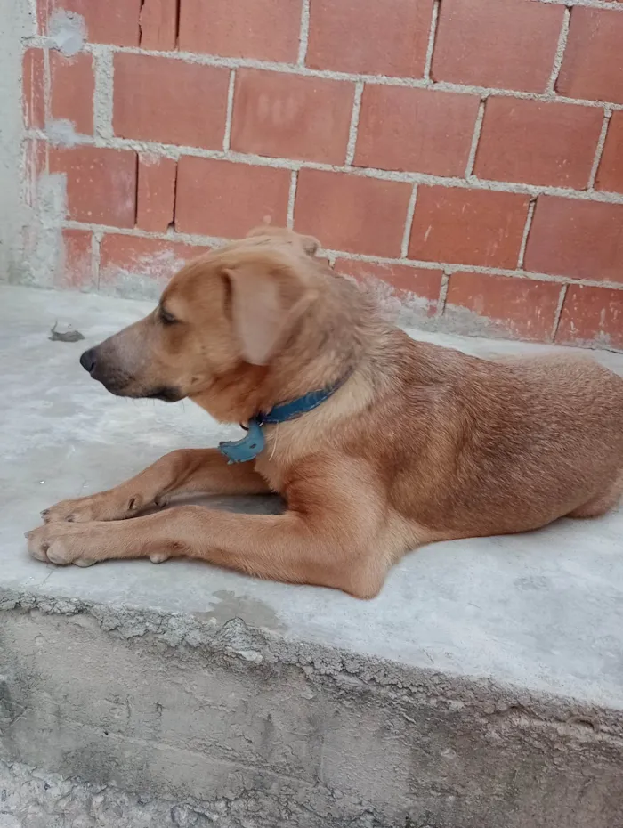 Cachorro ra a Fila com vira-lata idade 2 a 6 meses nome Bob