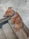 Bob