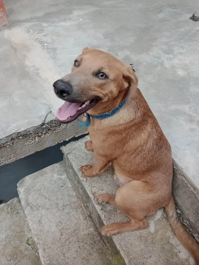 Cachorro ra a Fila com vira-lata idade 2 a 6 meses nome Bob