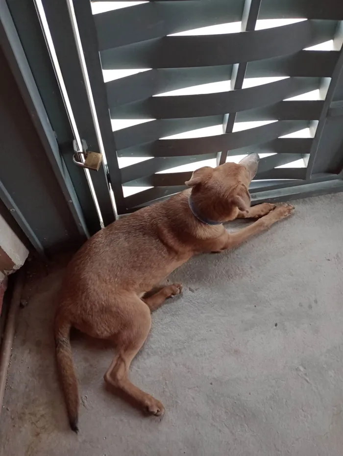 Cachorro ra a Fila com vira-lata idade 2 a 6 meses nome Bob