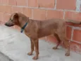 Bob