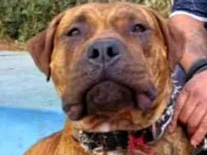 Cachorro ra a Pit-Bull idade 2 anos nome Chacal 