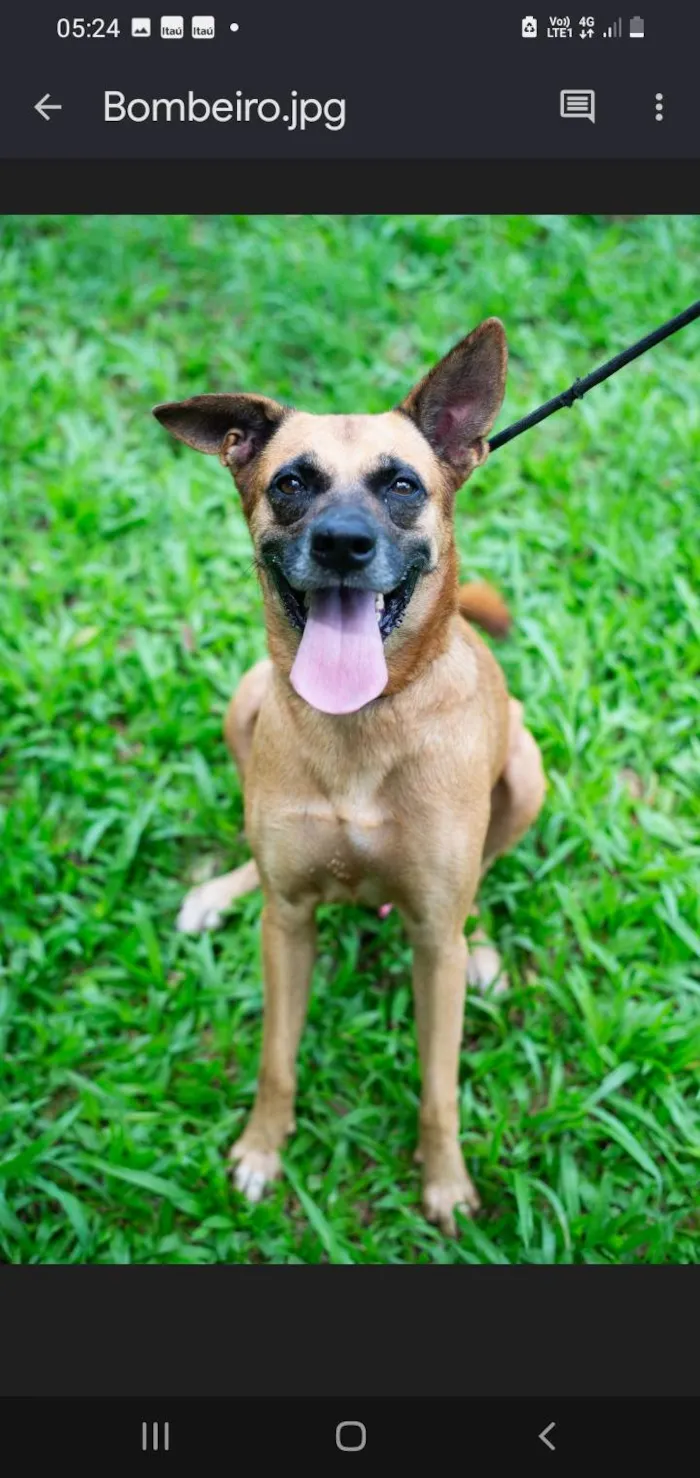 Cachorro ra a SRD-ViraLata idade 4 anos nome Bombeiro