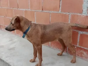 Cachorro raça Fila com vira-lata idade 2 a 6 meses nome Bob
