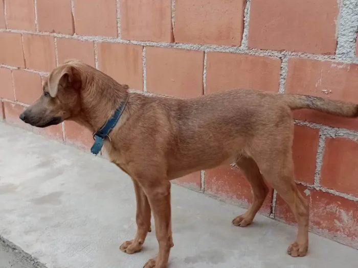 Cachorro ra a Fila com vira-lata idade 2 a 6 meses nome Bob