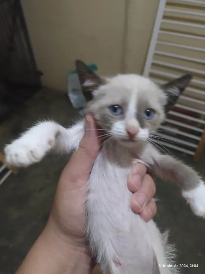 Gato ra a Vira lata  idade 2 a 6 meses nome Sem nome 