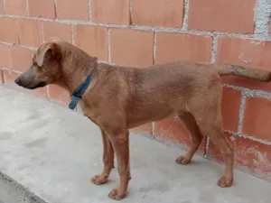 Cachorro raça Fila com vira-lata  idade 2 a 6 meses nome Bob