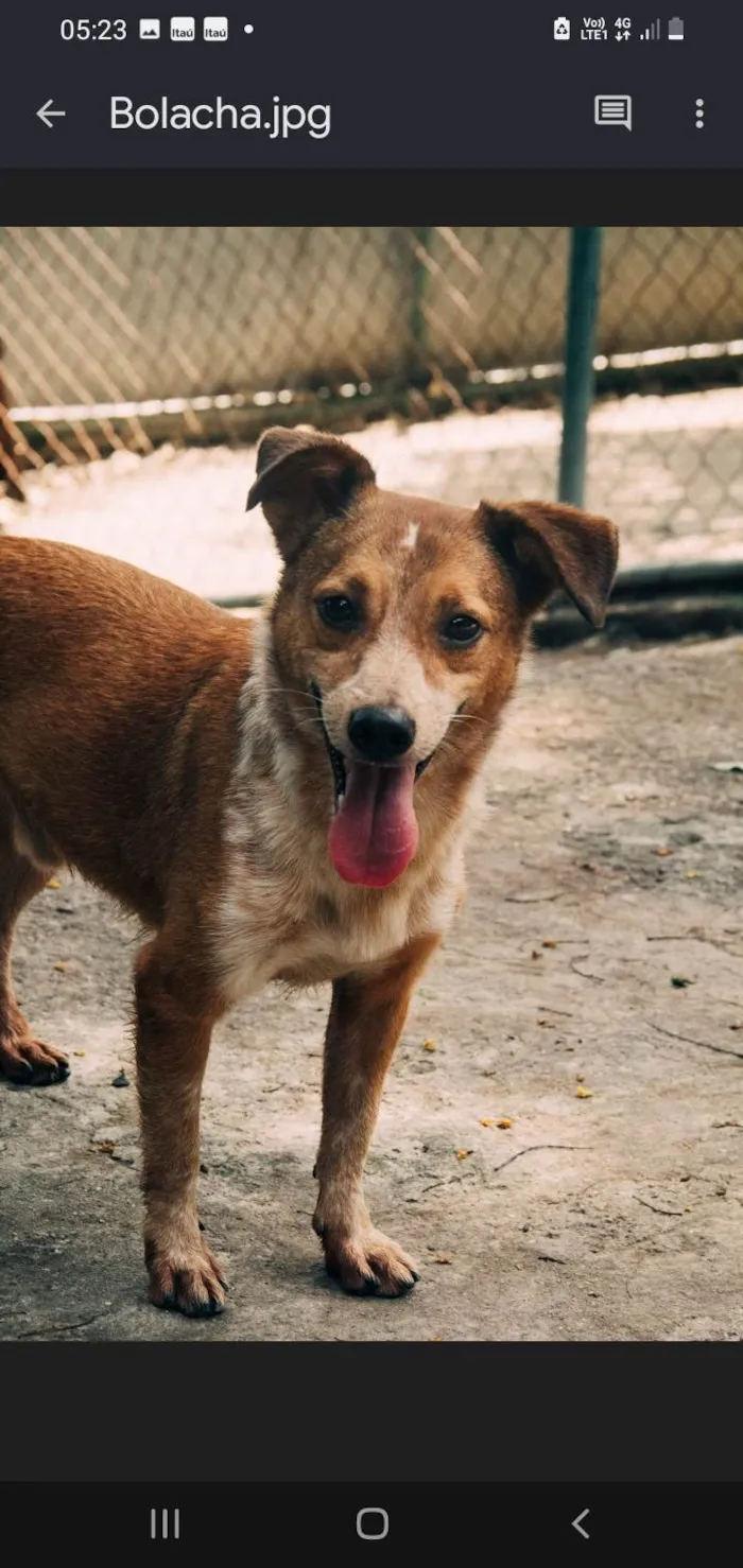 Cachorro ra a SRD-ViraLata idade 3 anos nome Bolacha