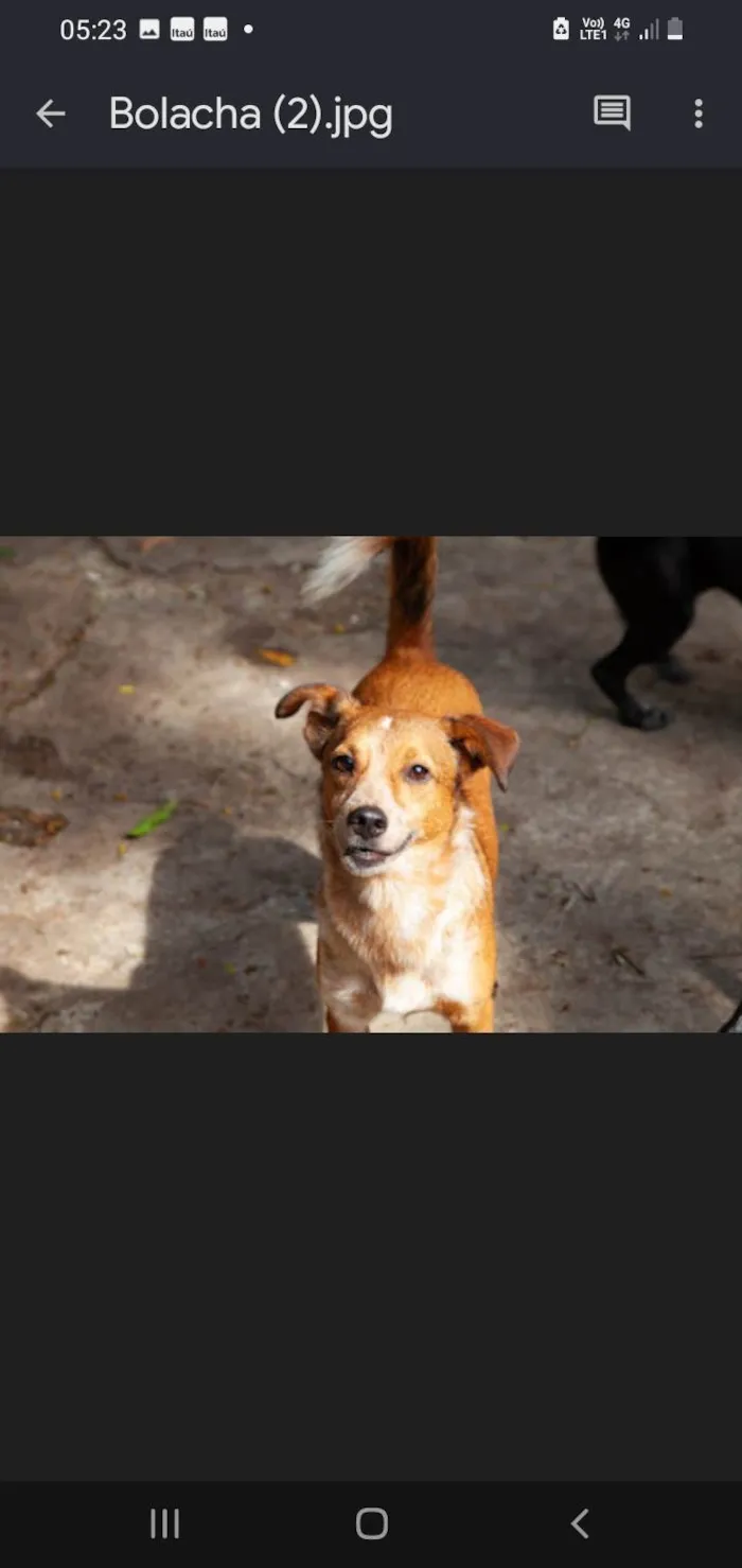 Cachorro ra a SRD-ViraLata idade 3 anos nome Bolacha