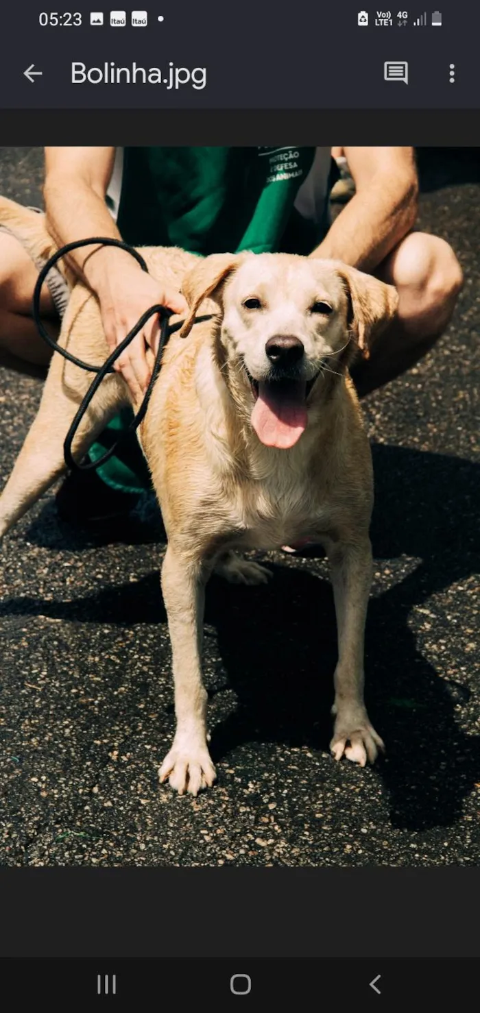 Cachorro ra a Labralata  idade 2 anos nome Bolinha 