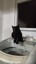 Pretinha