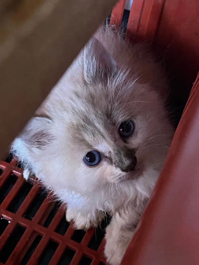 Gato ra a SRD-ViraLata idade Abaixo de 2 meses nome Sem nome